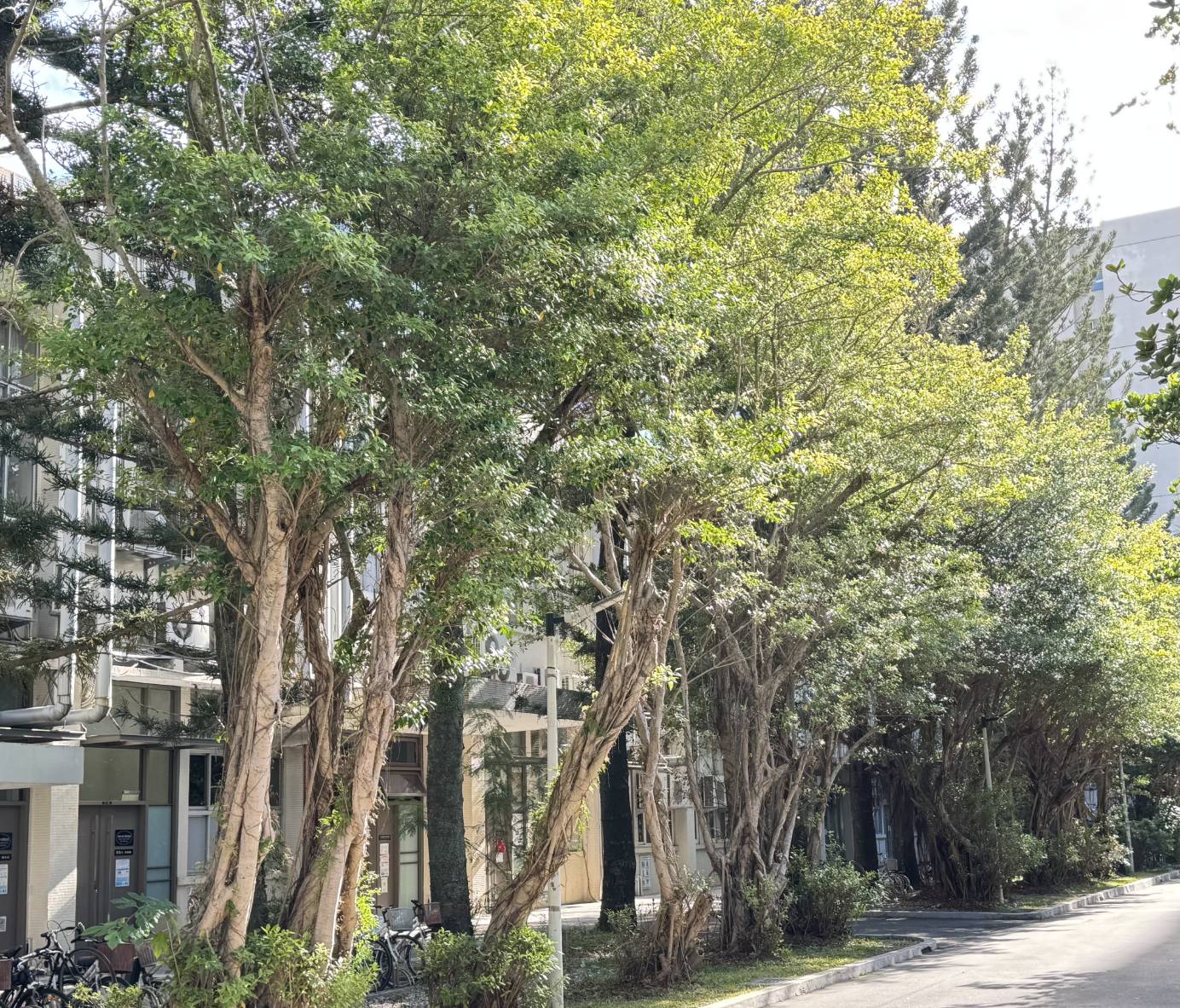 The scene of banyan tree restoration beside Engineering Building I on December 23.